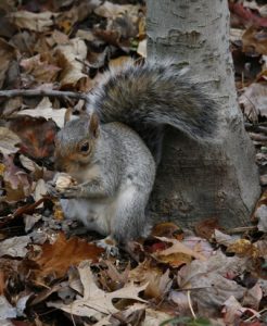Egern i Central park - New York